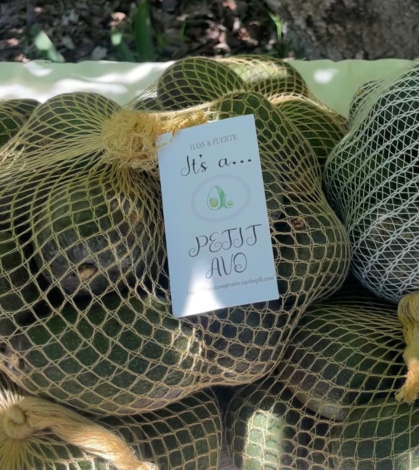 Baby Avo's