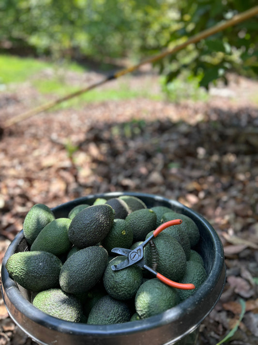 California Avocado Gift Box