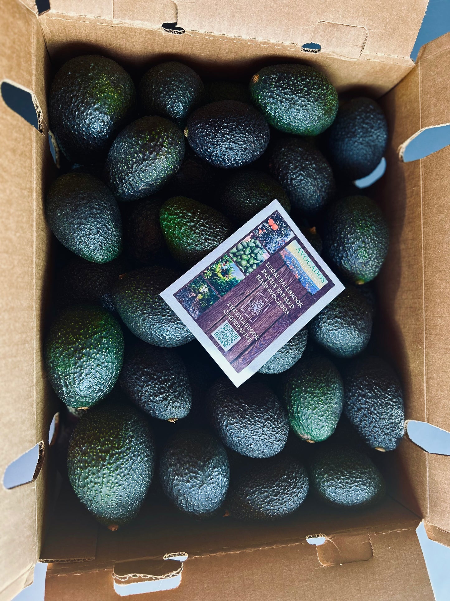 Office Avocado Drop