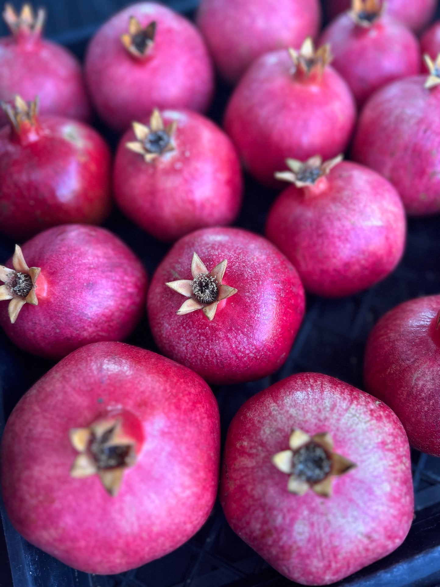 Pomegranates for Parrots! Supporting and Spoiling Exotic Birds at Free Flight Sanctuary