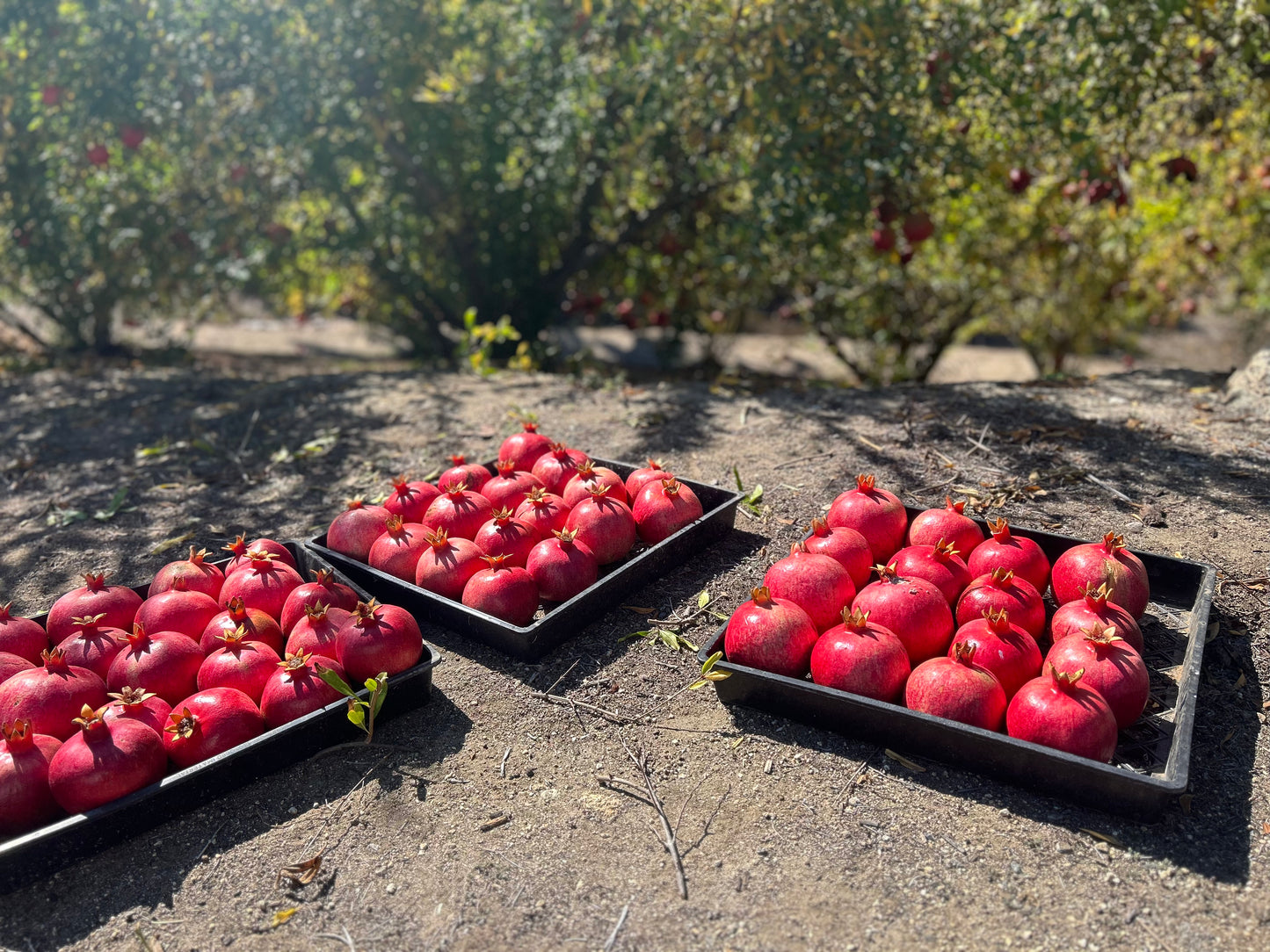 Pomegranates for Parrots! Supporting and Spoiling Exotic Birds at Free Flight Sanctuary
