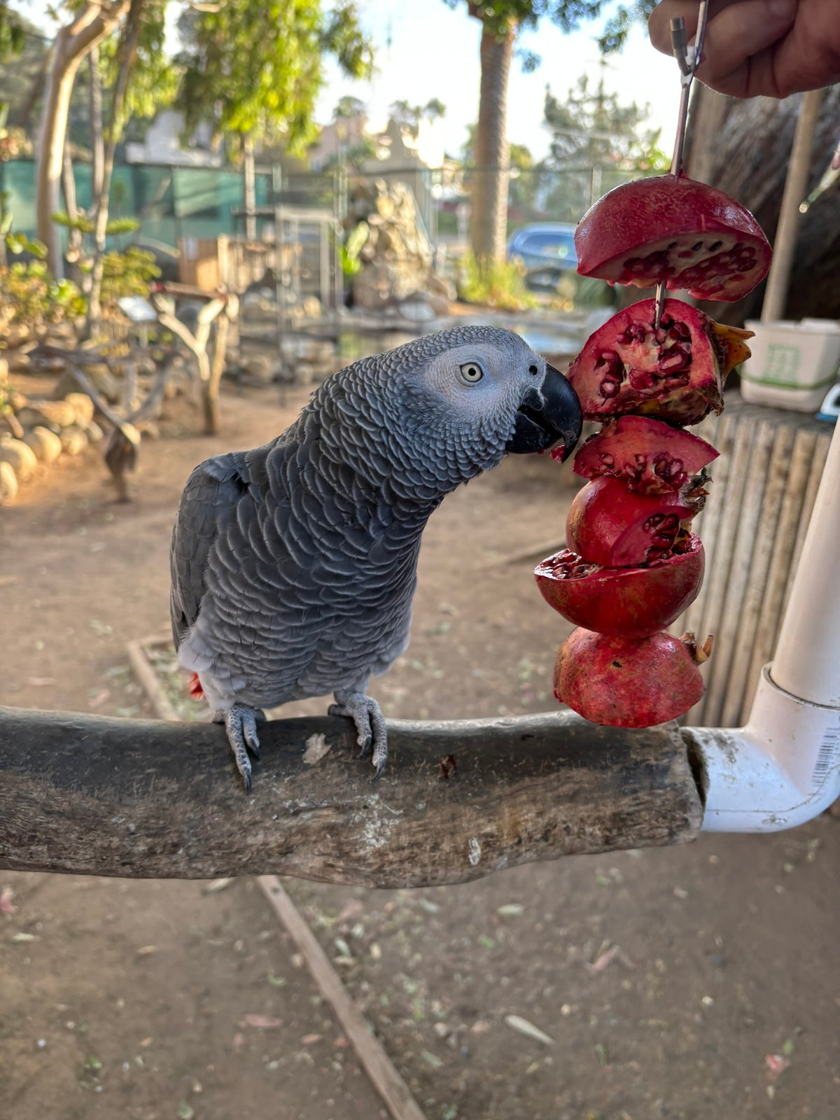 Pomegranates for Parrots! Supporting and Spoiling Exotic Birds at Free Flight Sanctuary