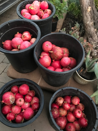 Pomegranates for Parrots! Supporting and Spoiling Exotic Birds at Free Flight Sanctuary
