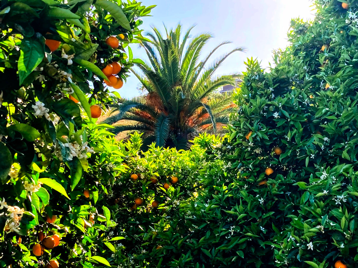 Estate Grown Valencia Oranges