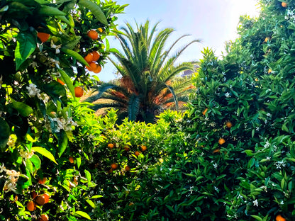 Estate Grown Valencia Oranges