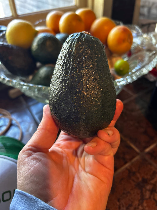 California Avocado Gift Box- Seasonal Varieties