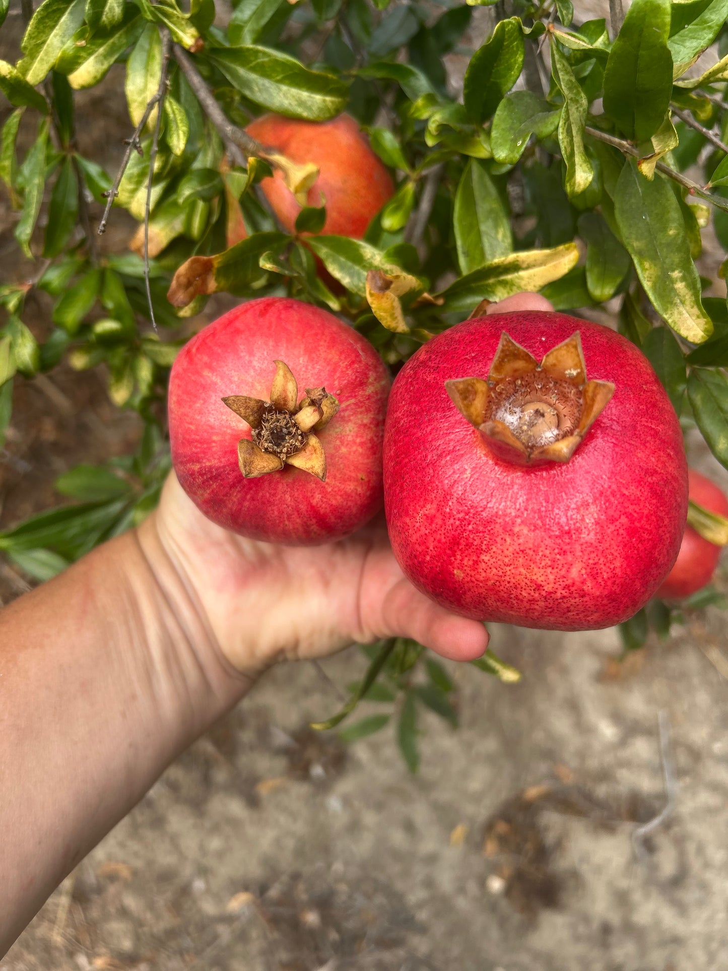 Pomegranates for Parrots! Supporting and Spoiling Exotic Birds at Free Flight Sanctuary