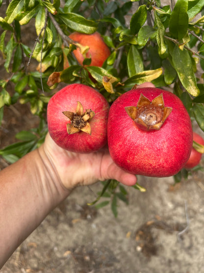 Pomegranates for Parrots! Supporting and Spoiling Exotic Birds at Free Flight Sanctuary