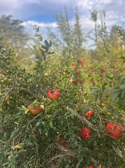 Pomegranates for Parrots! Supporting and Spoiling Exotic Birds at Free Flight Sanctuary