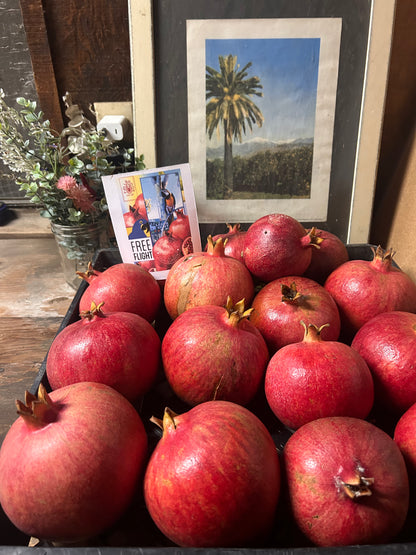 Pomegranates for Parrots! Supporting and Spoiling Exotic Birds at Free Flight Sanctuary