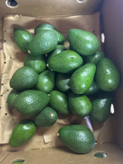 Fuerte Avocado Gift Box - COMING SOON!