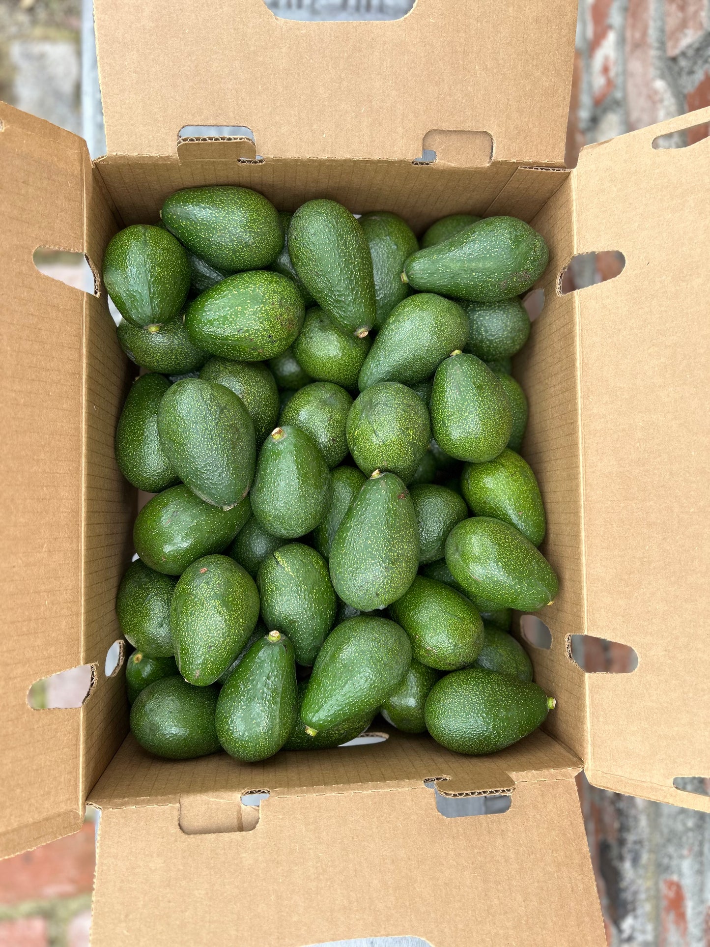 Fuerte Avocado Gift Box - COMING SOON!