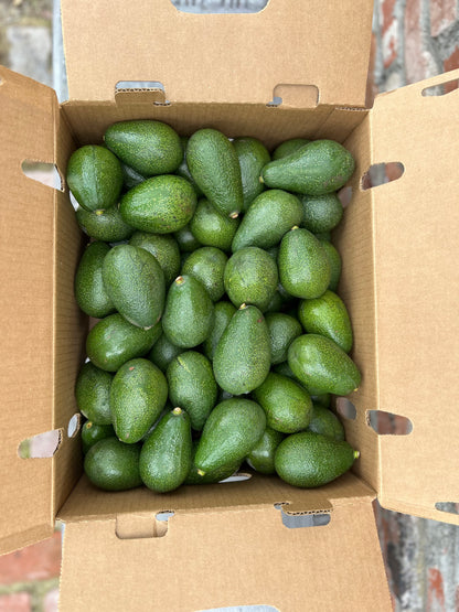 Fuerte Avocado Gift Box - COMING SOON!