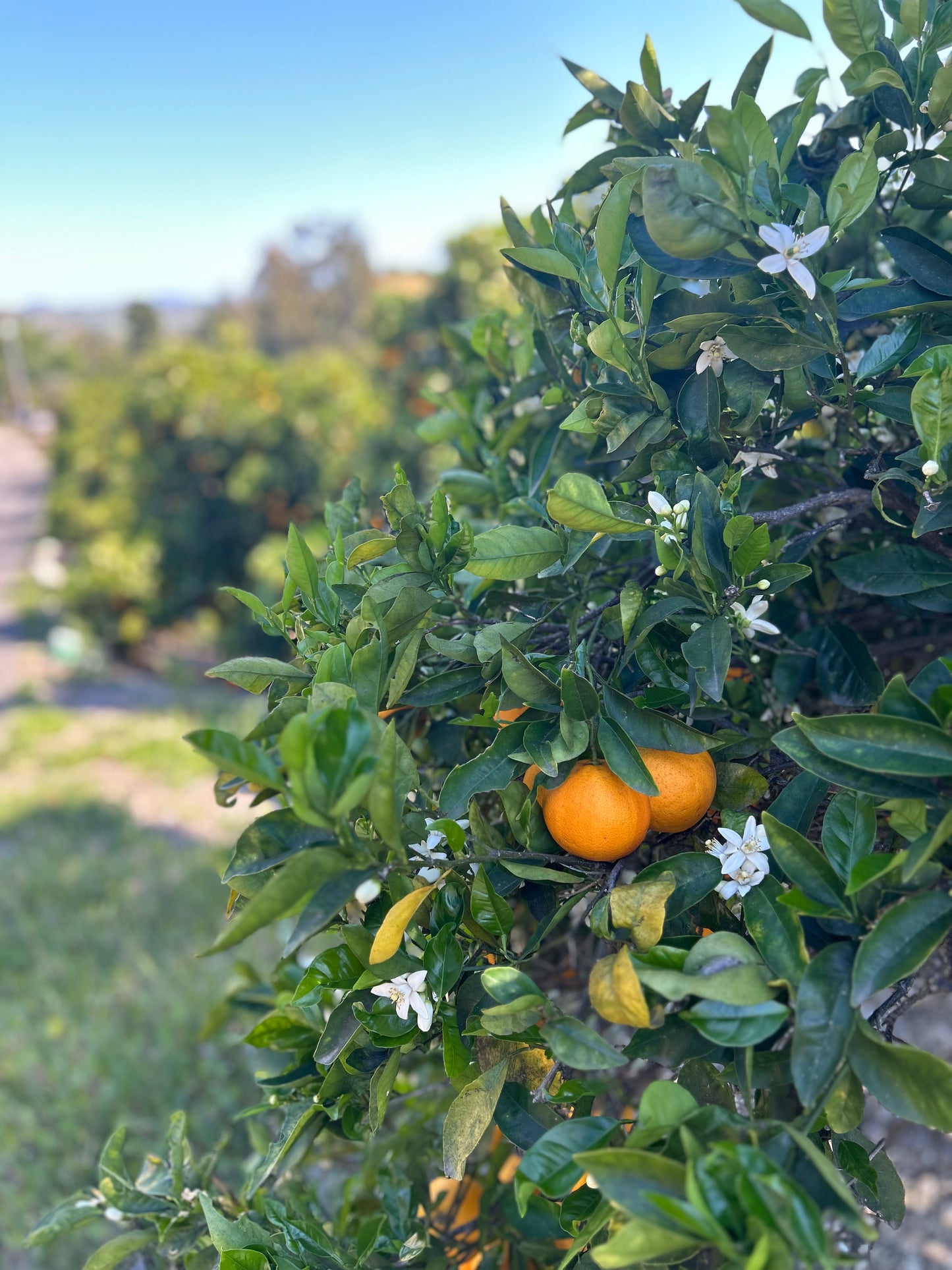 Estate Grown Valencia Oranges
