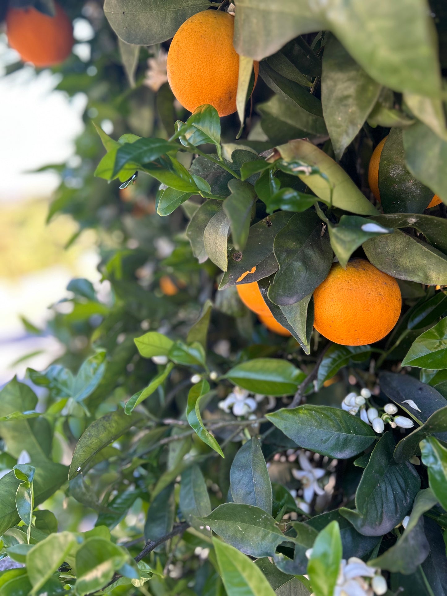 Estate Grown Valencia Oranges