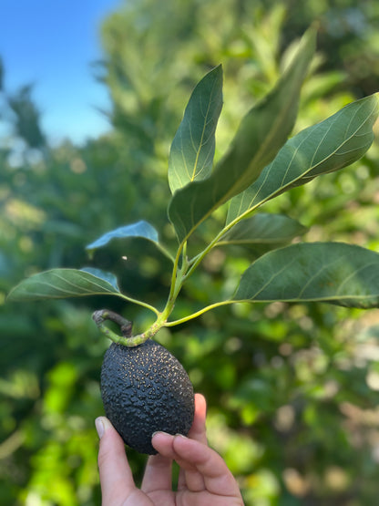 Baby Avo's