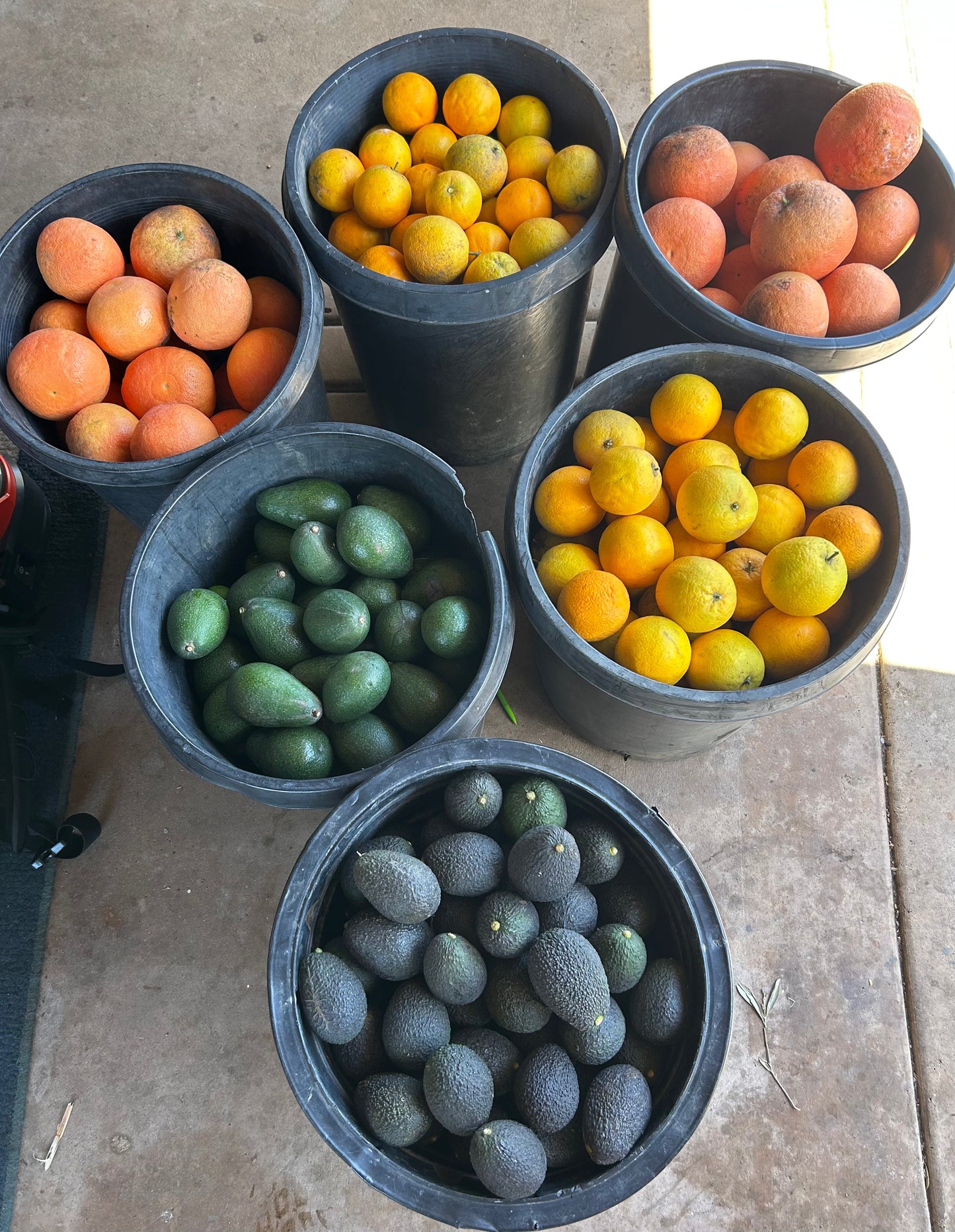 Estate Grown Valencia Oranges
