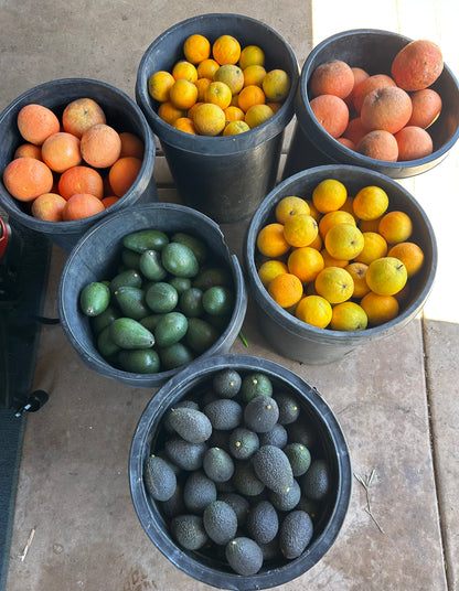 Estate Grown Valencia Oranges