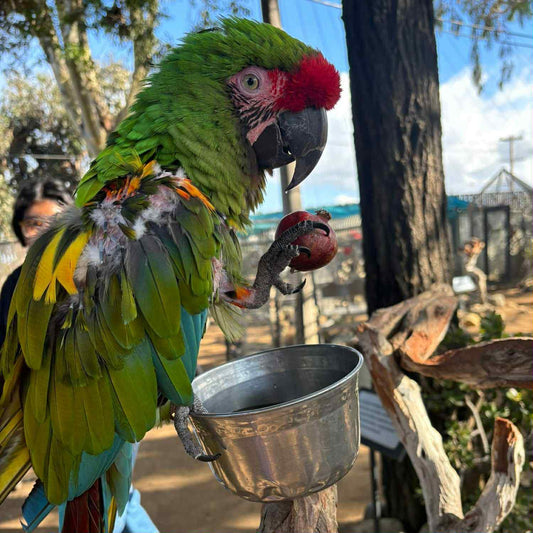 Pomegranates for Parrots! Supporting and Spoiling Exotic Birds at Free Flight Sanctuary