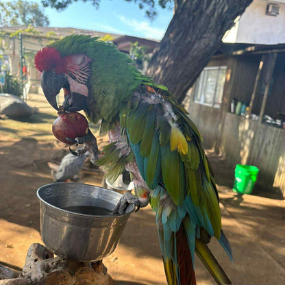 Pomegranates for Parrots! Supporting and Spoiling Exotic Birds at Free Flight Sanctuary