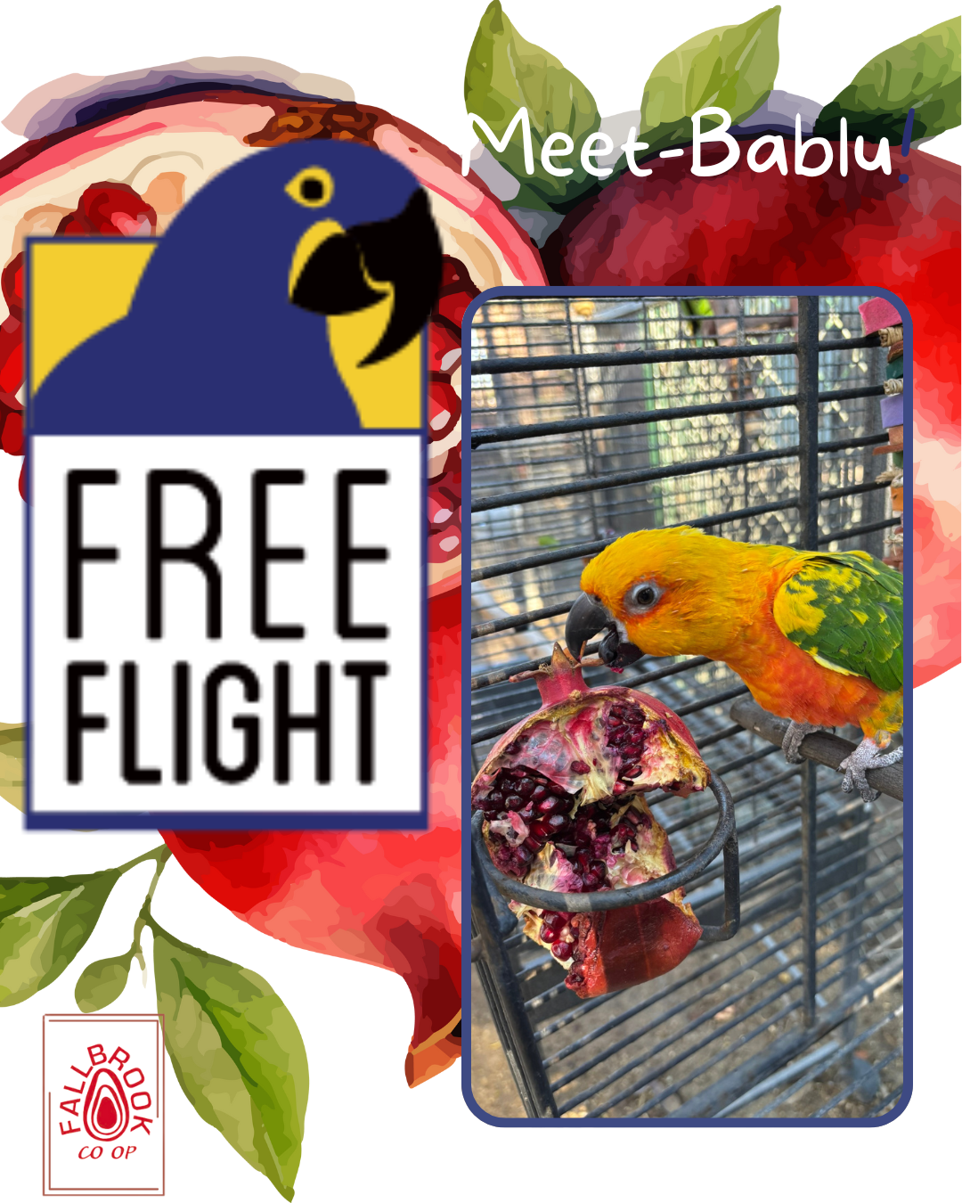 Pomegranates for Parrots! Supporting and Spoiling Exotic Birds at Free Flight Sanctuary