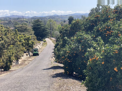 Estate Grown Valencia Oranges