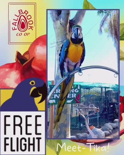 Pomegranates for Parrots! Supporting and Spoiling Exotic Birds at Free Flight Sanctuary