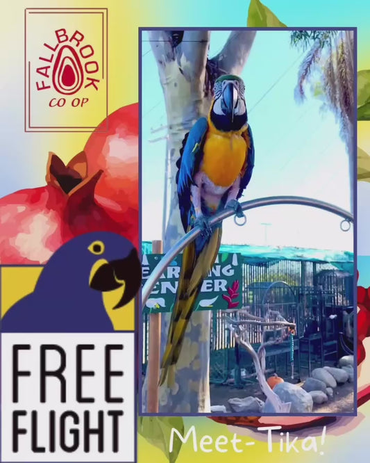 Pomegranates for Parrots! Supporting and Spoiling Exotic Birds at Free Flight Sanctuary