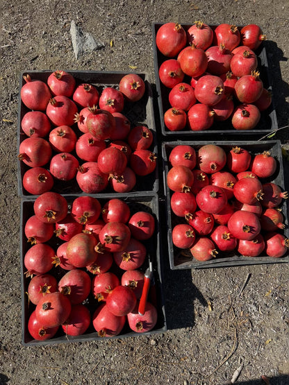 Pomegranates for Parrots! Supporting and Spoiling Exotic Birds at Free Flight Sanctuary