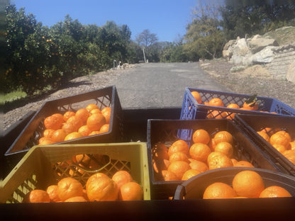 Estate Grown Valencia Oranges
